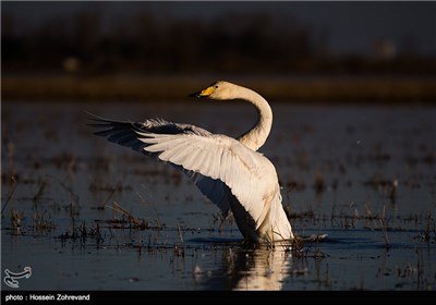 Iran’s Beauties in Photos: Sorkh Rood Wetlands