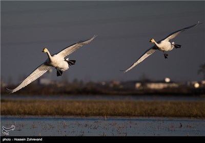 Iran’s Beauties in Photos: Sorkh Rood Wetlands