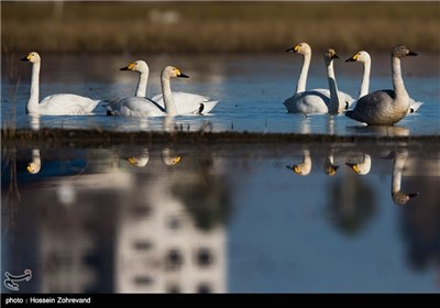 Iran’s Beauties in Photos: Sorkh Rood Wetlands