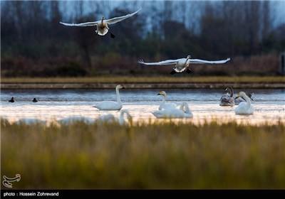 Iran’s Beauties in Photos: Sorkh Rood Wetlands