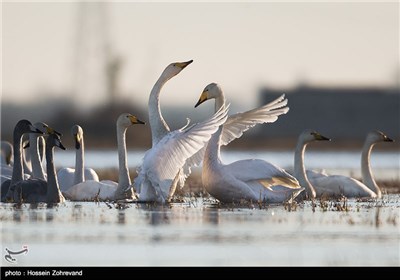 Iran’s Beauties in Photos: Sorkh Rood Wetlands