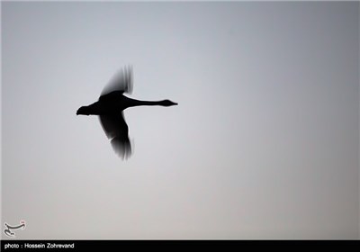 Iran’s Beauties in Photos: Sorkh Rood Wetlands