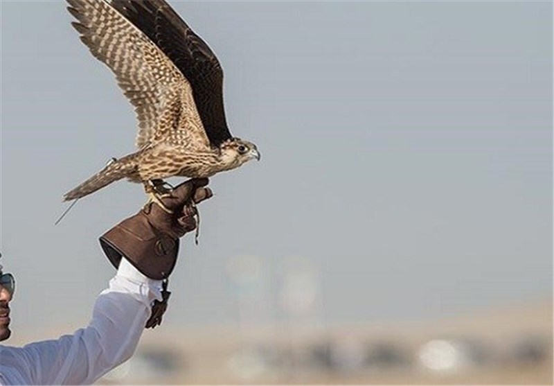 نیروهای امنیتی عراق در جست‌وجوی شکارچیان قطری