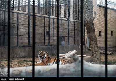 Siberian Tiger Enters Tehran Zoo