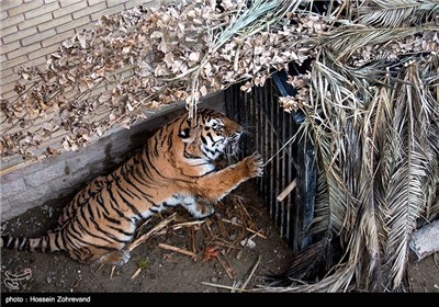 Siberian Tiger Enters Tehran Zoo
