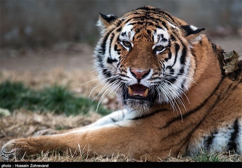 همسر «ببری»  از فرنگ می‌آید