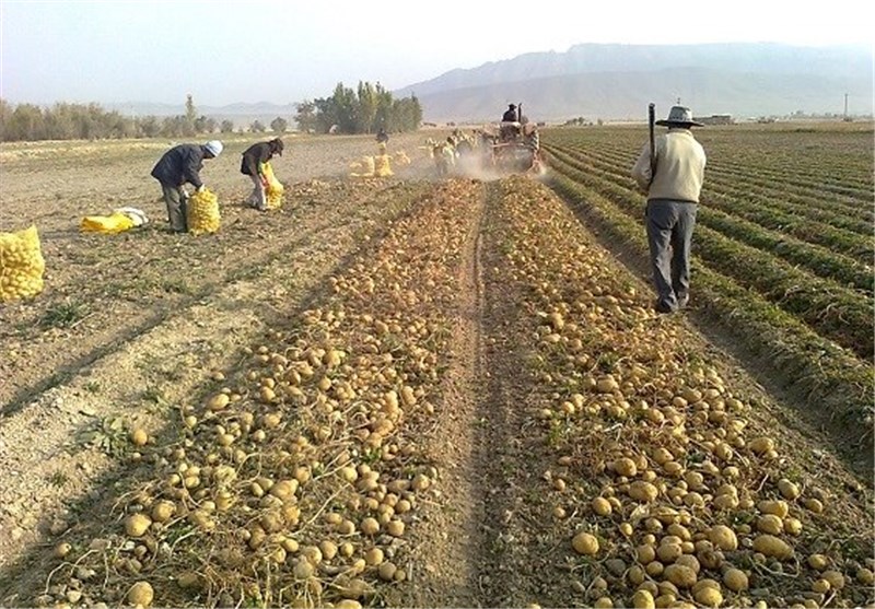 دشت اردبیل با کشت جایگزین برای زراعت سیب‌زمینی نجات می‌یابد