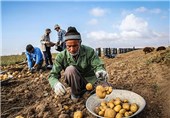 بیش از 100 هزار تن سیب‌زمینی اردبیل به کشورهای خارجی صادر شد