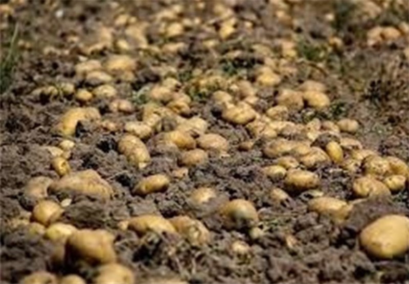 کشاورزان شهرستان نمین از کشت زودهنگام سیب‌زمینی خودداری کنند