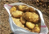 یارانه صادرات سیب‌زمینی به صادرکنندگان در استان اردبیل پرداخت می‌شود