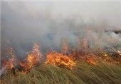 جولان آتش در جنگل‌های شرق مازندران