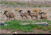 برنامه‌های حفاظت از حیوانات در معرض انقراض در اردبیل تدوین شود