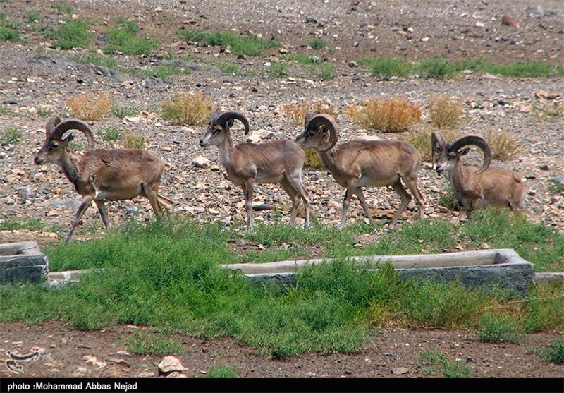 برنامه‌های حفاظت از حیوانات در معرض انقراض در اردبیل تدوین شود