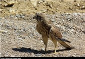 25 بهله پرنده شکاری از قاچاقچیان در استان بوشهر کشف شد