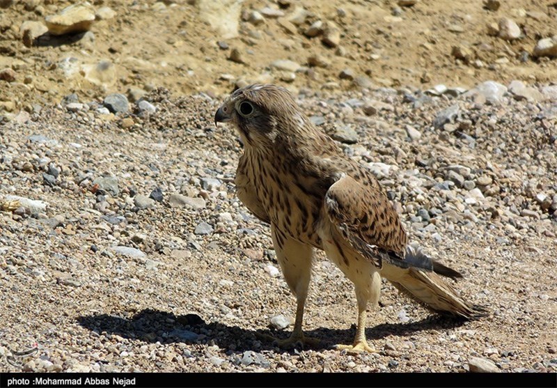 25 بهله پرنده شکاری از قاچاقچیان در استان بوشهر کشف شد