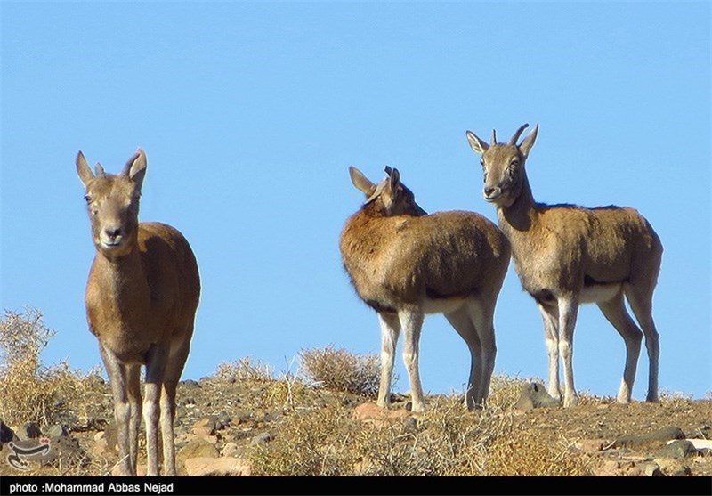 منطقه شکار ممنوع آریز بافق به منطقه حفاظت شده ارتقا می‌یابد