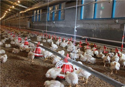  کاهش واردات "مرغ لاین" با ورود فناوری به تکمیل زنجیره تولید 