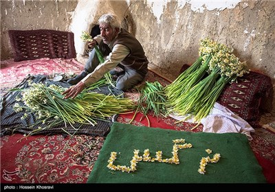 فصل نرگس ها در شیراز