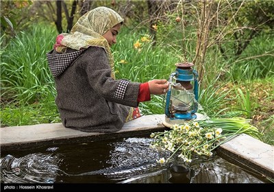 فصل نرگس ها در شیراز