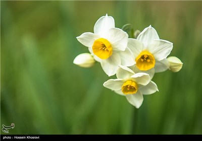 فصل نرگس ها در شیراز