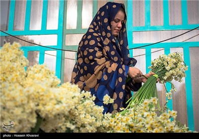 فصل نرگس ها در شیراز