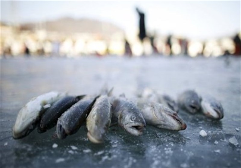 پرورش ماهی‌های گرم آبی در ایرانشهر رونق دارد