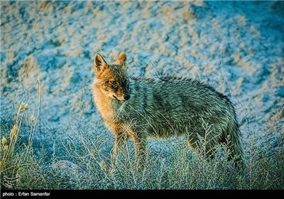 National Animal Day Marked in Iran