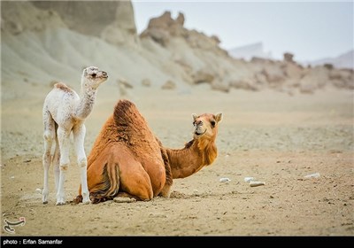 National Animal Day Marked in Iran