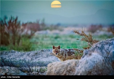 National Animal Day Marked in Iran