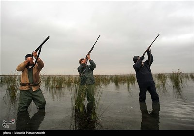 تجارت سیاه پرندگان مهاجر در شمال/ این مرثیه تمامی ندارد!