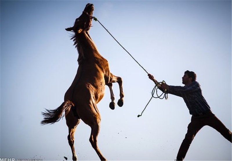 ورود اسب‌های چینی به بازار ایران!