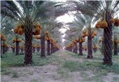 محصولات نخلستان‌های استان بوشهر تا پایان خرداد بیمه می‌شود