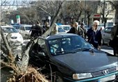 سقوط 80 اصله درخت در پایتخت در روز گذشته
