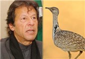 شکار پرنده کمیاب «هوبره» ارتباطی با سیاست خارجی پاکستان ندارد