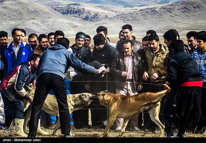 برگزاری جلسه ویژه در نیروی انتظامی زنجان برای شناسایی عوامل برگزاری مبارزه خونین سگ‌ها