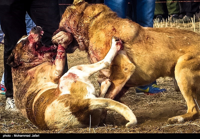روایتی تلخ از مبارزه خونین سگ‌ها در زنجان، از شکست‌ناپذیری 9 ساله &quot;جو&quot; تا بی‌رحم‌های مخوف + تصاویر