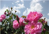 بیش از 80 تن گل محمدی از باغات خراسان جنوبی برداشت می‌شود
