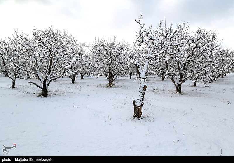 بیشترین بارش‌ برف در گیلان مربوط به ارتفاعات جنوب شرقی استان است