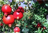 بیش از 6 هزار تن انار در باغات قزوین تولید می‌شود
