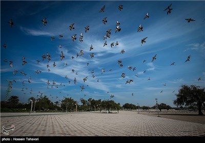 پرندگان باغ راه ایرانی در کیش