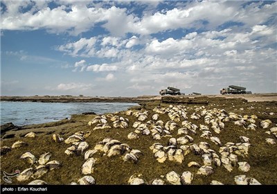 شلیک موشک کروز نور توسط یگان ساحلی نداجا از سواحل مکران