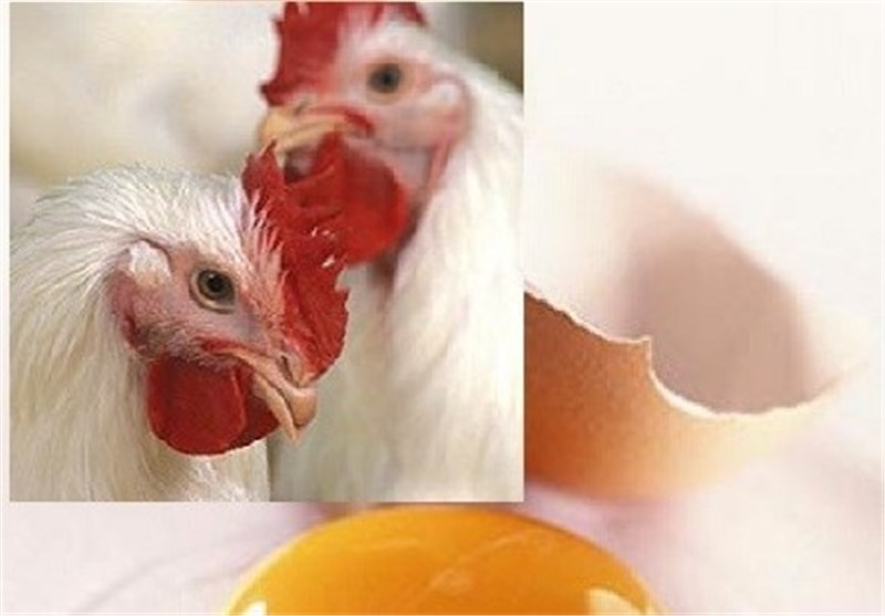 ایران تصدر بیض الدجاج لـ 10 دول فی العالم