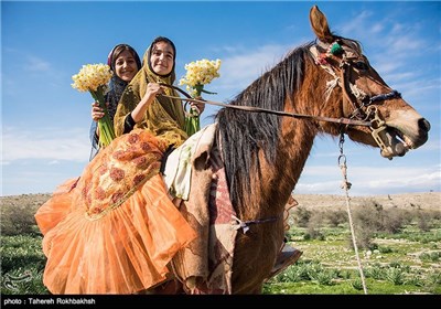 Daffodil Festival in Iran’s Fars Province