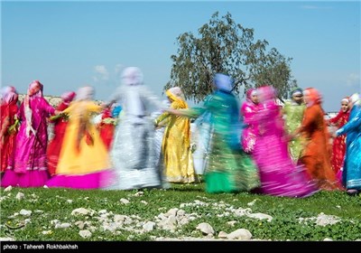 Daffodil Festival in Iran’s Fars Province