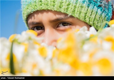 Daffodil Festival in Iran’s Fars Province