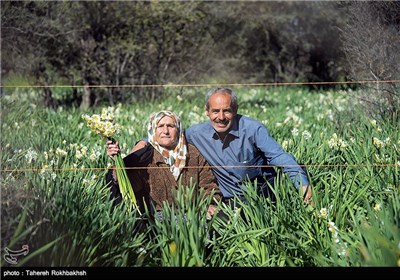 Daffodil Festival in Iran’s Fars Province