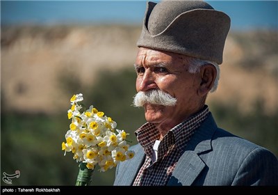 Daffodil Festival in Iran’s Fars Province