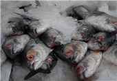 ضوابط بهداشتی عرضه ماهی در استان قزوین تشدید می‌شود