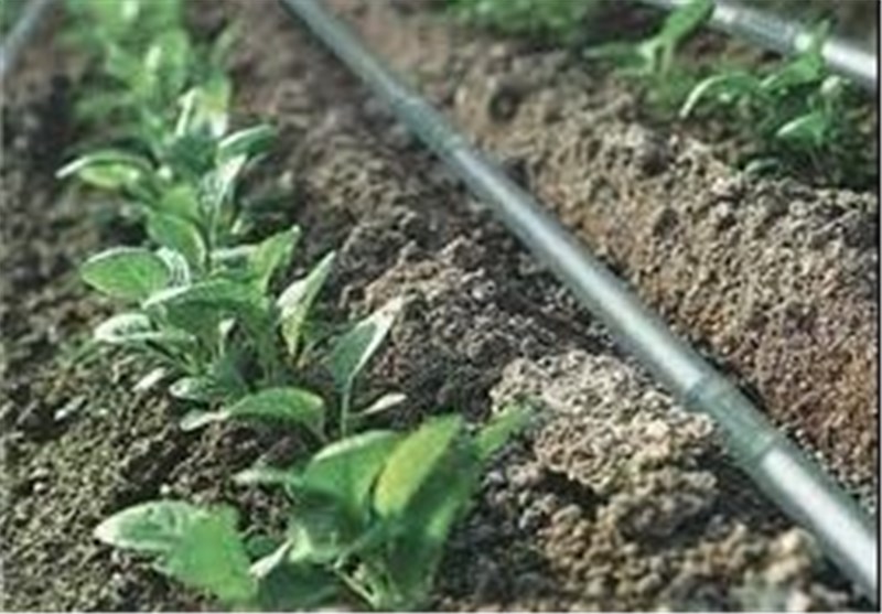 اجرای 5 هزار هکتار سیستم نوین آبیاری در کهگیلویه و بویراحمد/خریداری 57 هزار تن ‌گندم مازاد کشاورزان