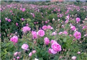 آموزش کشت گل محمدی به‌صورت علمی در استان بوشهر آغاز شد